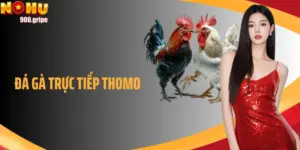 Trải Nghiệm Đá Gà Trực Tiếp Thomo Đỉnh Cao Tại Nohu90